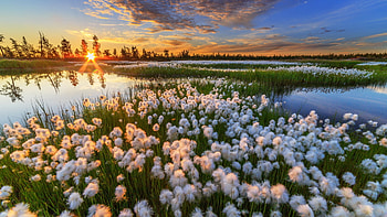 A meadow of wild flowers, rays, natural, graphy, low, wild, beauty, serenity, close-up, , sun, water, calm, sunset, white, , lake, pretty, nature, flowers HD wallpaper