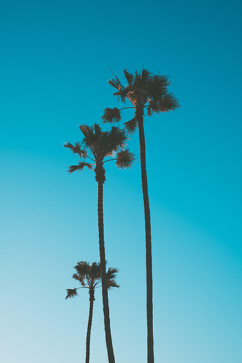 Nature, Trees, Sky, Palms, Tropics HD phone wallpaper