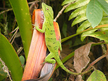 Lizard, volcano, costa rica, arenal HD wallpaper