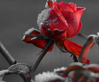 red, winter, rose, lovely, red HD wallpaper