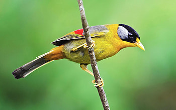 Animals, Bird, Sit, Branch, Color HD wallpaper