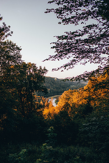 Landscape, Nature, Rivers, Trees, Shore, Bank, Forest HD phone wallpaper