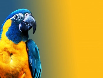 Parrot, colorful, birds, animals HD wallpaper