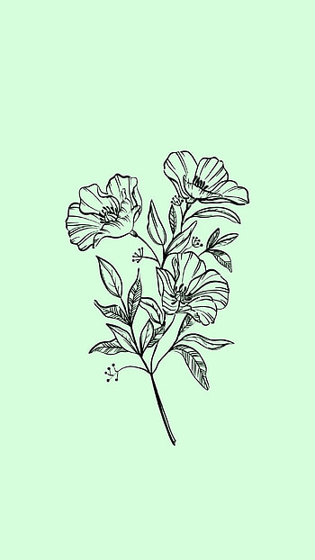aesthetic flower, herbaceous plant HD phone wallpaper