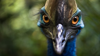 Fascinating facts about cassowary, Wildlife discovery, Rainforest explorer, Nature's wonder HD wallpaper