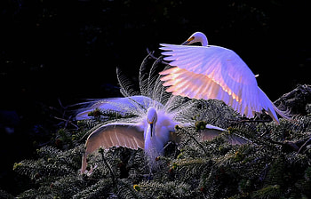 Cranes, Couple, Birds, Branches HD wallpaper