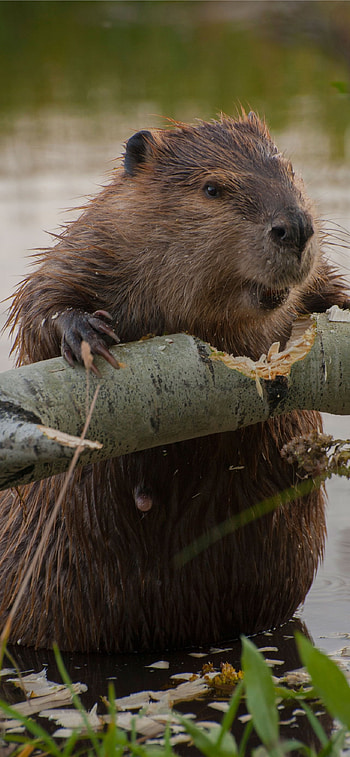 Best beaver , backgrounds, High-quality , collection HD phone wallpaper