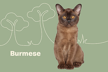 Burmese Cat information, Cat characteristics, Daily paws, Breed details HD wallpaper