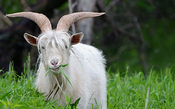 Dutch Landrace, Goats HD wallpaper