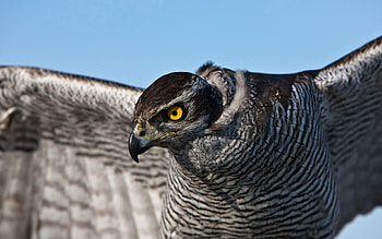 Animals, Bird, Striped, Falcon, Wave, Sweep, Plumage HD wallpaper