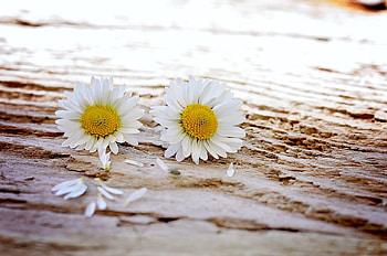 soft, flowers, abstract, daisies HD wallpaper