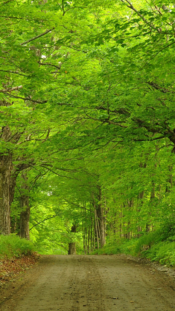 Green Forest Road, green, tree, forest, man made, road HD phone wallpaper