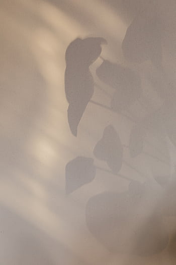 Delicate shadows of plant leaves on a soft beige wall, creating a serene and peaceful ambiance. HD phone wallpaper