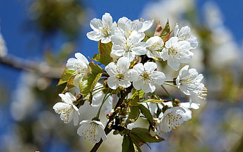 Blossoms, white, spring, blooms, tree HD wallpaper