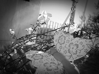 butterfly and flowers, white, flowers, black, butterfly HD wallpaper