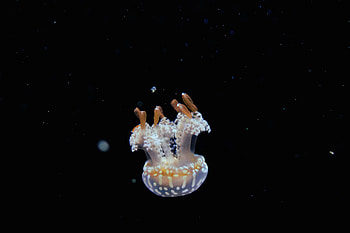 Animals, Water, Jellyfish, Underwater World, Tentacles, Depth HD wallpaper