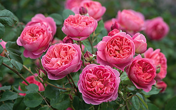 Roses, summer, rose, pink, flower, green, nature, trandafir, vara HD wallpaper