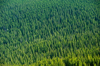Aerial view of a dense, lush coniferous forest in Kirovohrad, Ukraine. HD wallpaper