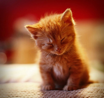 ginger kitten, sweet, kitten, napping, ginger HD wallpaper