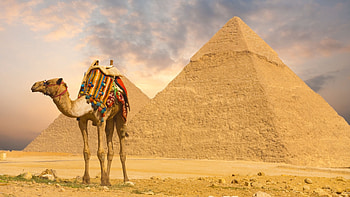 Camel , Animal portraits HD wallpaper