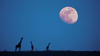 Nature, Twilight, Moon, Giraffes, Silhouettes, Dusk HD wallpaper