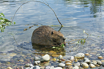 Beaver as firefighters, California's dilemma, Ecosystem management, Wildlife conflict HD wallpaper