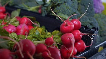 Close up video radish, stock video, Food HD wallpaper