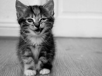 Animals, Cats HD wallpaper