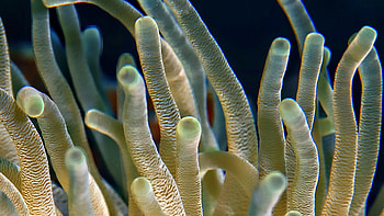 Oceanic beauty, Underwater coral charm, Nature's artistry, Mesmerizing HD wallpaper
