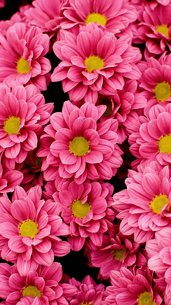Bright flowers, U, Nature beauty, Floral backgrounds HD phone wallpaper