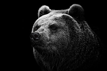 Bear, Sight, Opinion, Nose, Grizzly Bear, Grizzly HD wallpaper