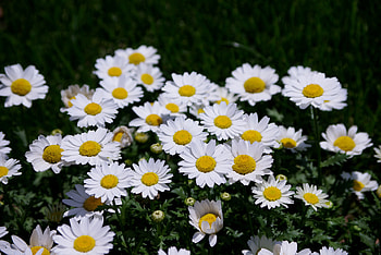 Daisy, white, bloom, garden, flowers HD wallpaper