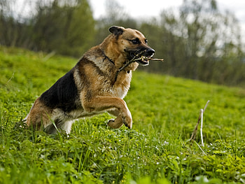 Animals, Grass, Dog, Bounce, Jump, Sheepdog, Sheep Dog, Stick, Serve HD wallpaper