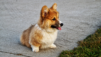 Animals, Dog, Puppy, Welsh Corgi HD wallpaper