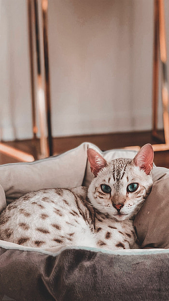 Eth 158 eth plusmn eth, Cute animals, Beautiful cat eyes, Fluffy fur HD phone wallpaper