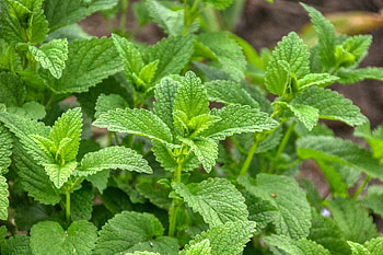 Lemon Balm healer, Calming properties, Sow Right Seeds, Garden plant HD wallpaper