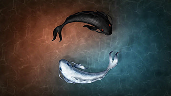koi fish HD wallpaper
