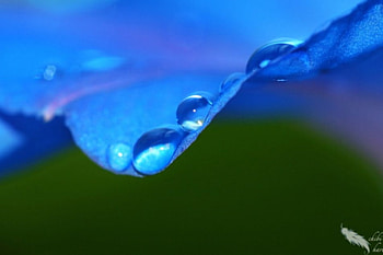 Drops On Blue, nature, flowers HD wallpaper
