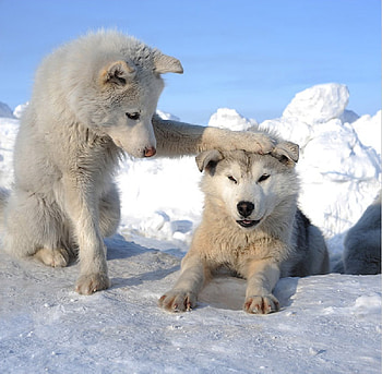 That's What Friends Are For , dog, wolves, pups, dogs, other, paradise, wolf, beauty, animals, nature HD wallpaper