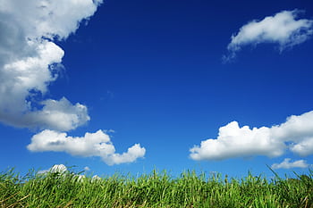 Lush green field meets a vivid blue sky, perfect for nature-themed designs. HD wallpaper