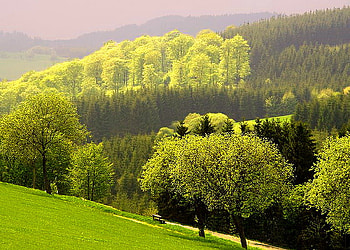 GREEN, sunlight, trees, grass, spring, forest HD wallpaper