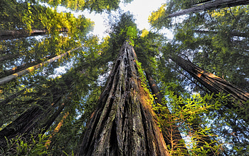 Sequoia majesty, Forest splendor, Tree canopy, Tranquil environment HD wallpaper