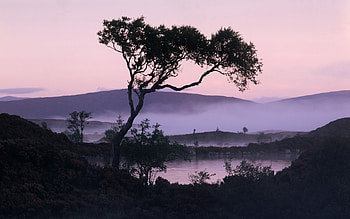 Landscape, Trees HD wallpaper
