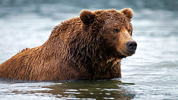 Grizzly Bear, Ultra , Stunning bear ry, Captivating background HD wallpaper