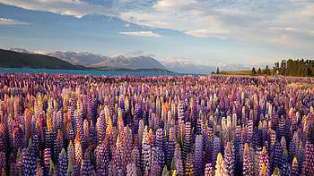 Purple White Lupine Flowers River Mountains Slope Under Blue Sky During Daytime Nature HD wallpaper