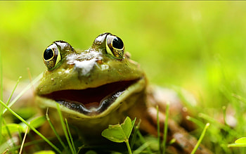Prince Charming Waiting for his Kiss, eyes, outdoors, humour, frogs HD wallpaper