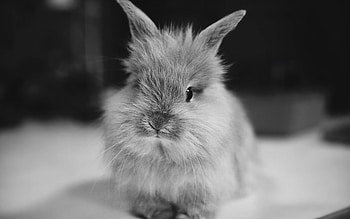 Animals, Rabbits HD wallpaper