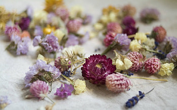 Flowers, nature, bloom, petals HD wallpaper