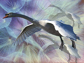 swan, glory, flying, high, heaven HD wallpaper
