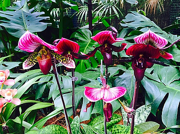 butterfly orchid, Butterfly, pretty, flower, beautiful, orchid HD wallpaper